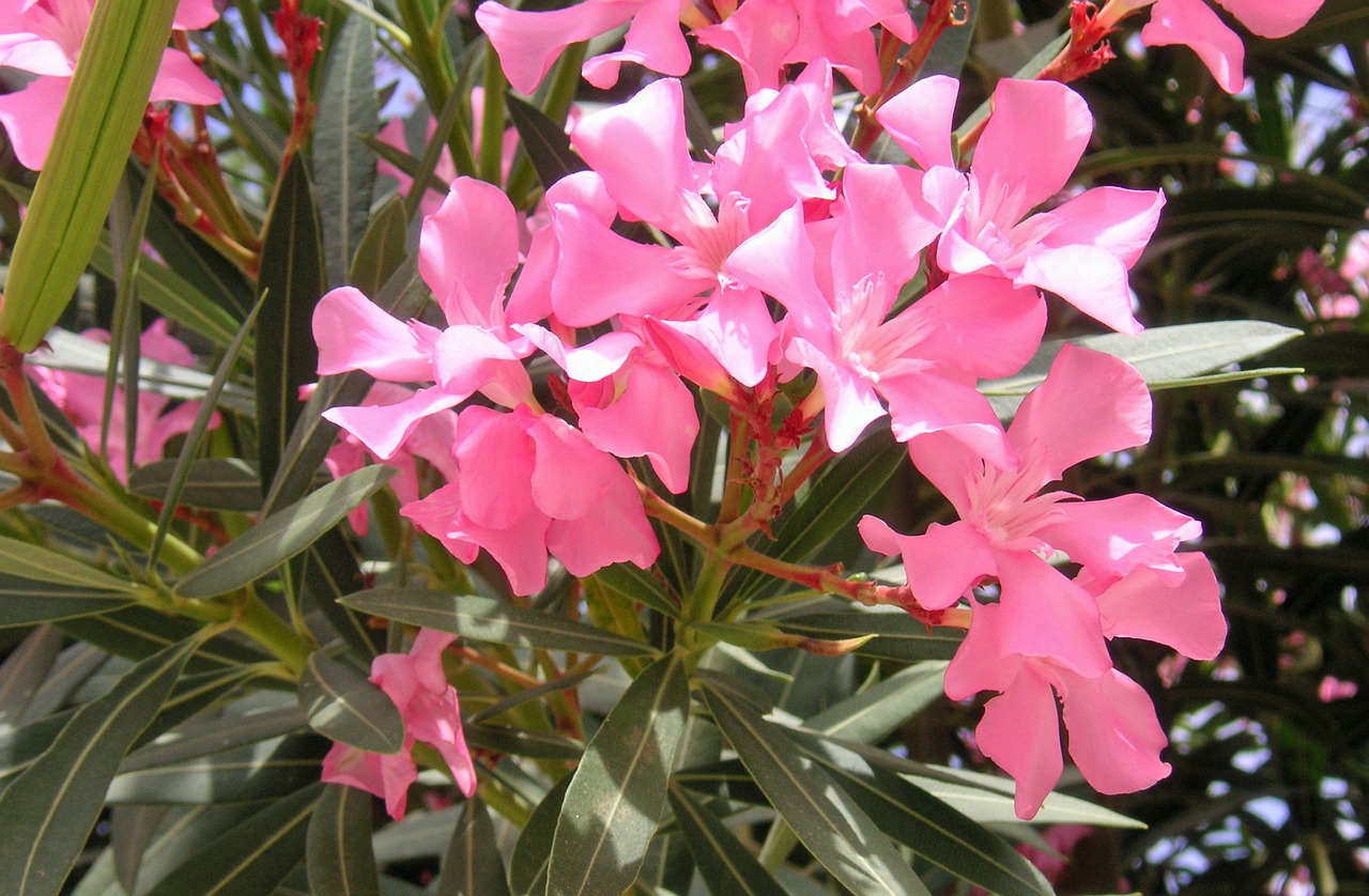 oleander flowers pink free photo