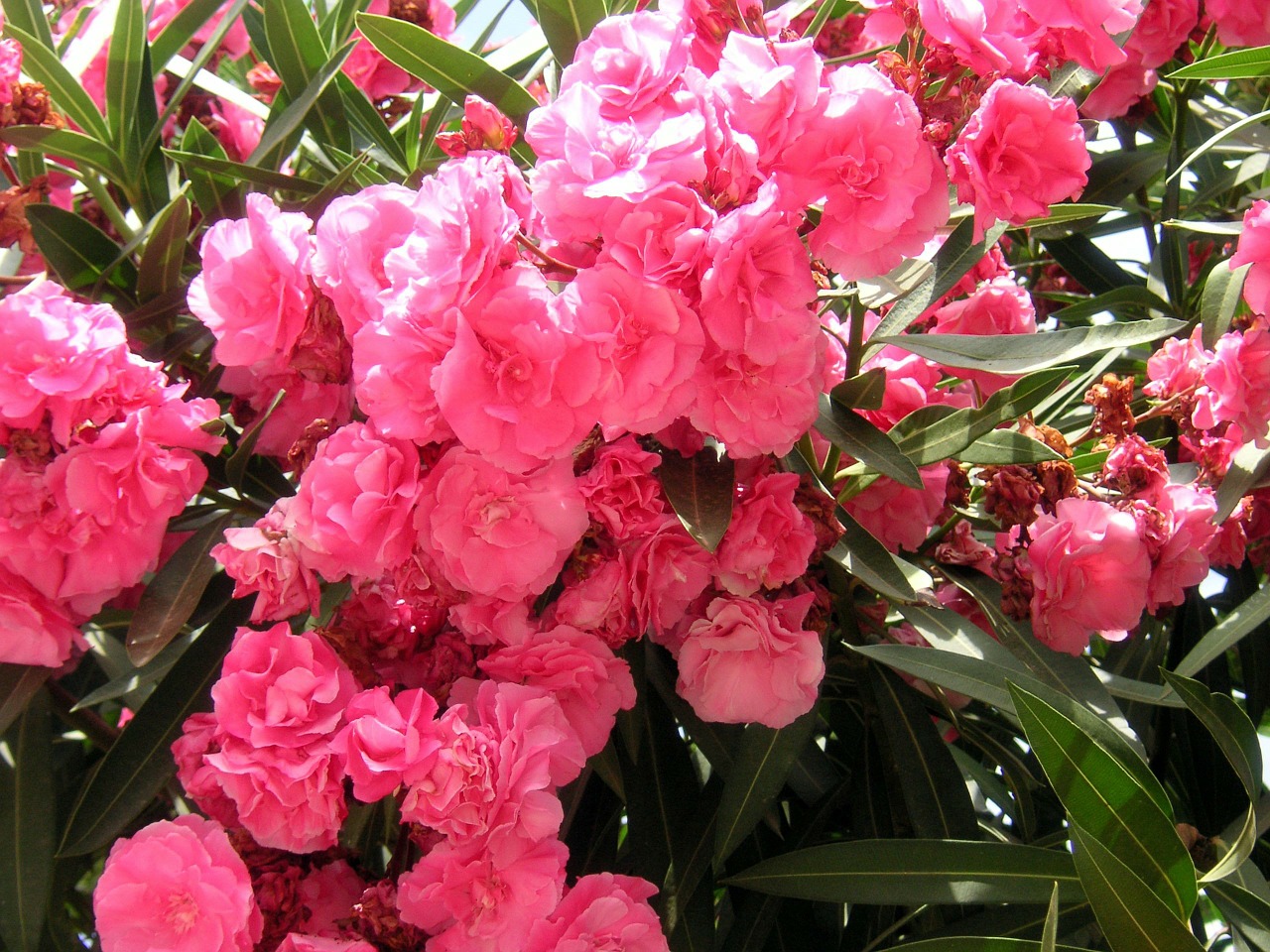 oleander pink flowers free photo