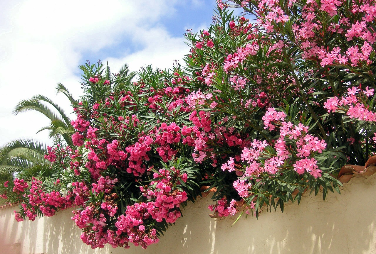 oleander pink flowers free photo