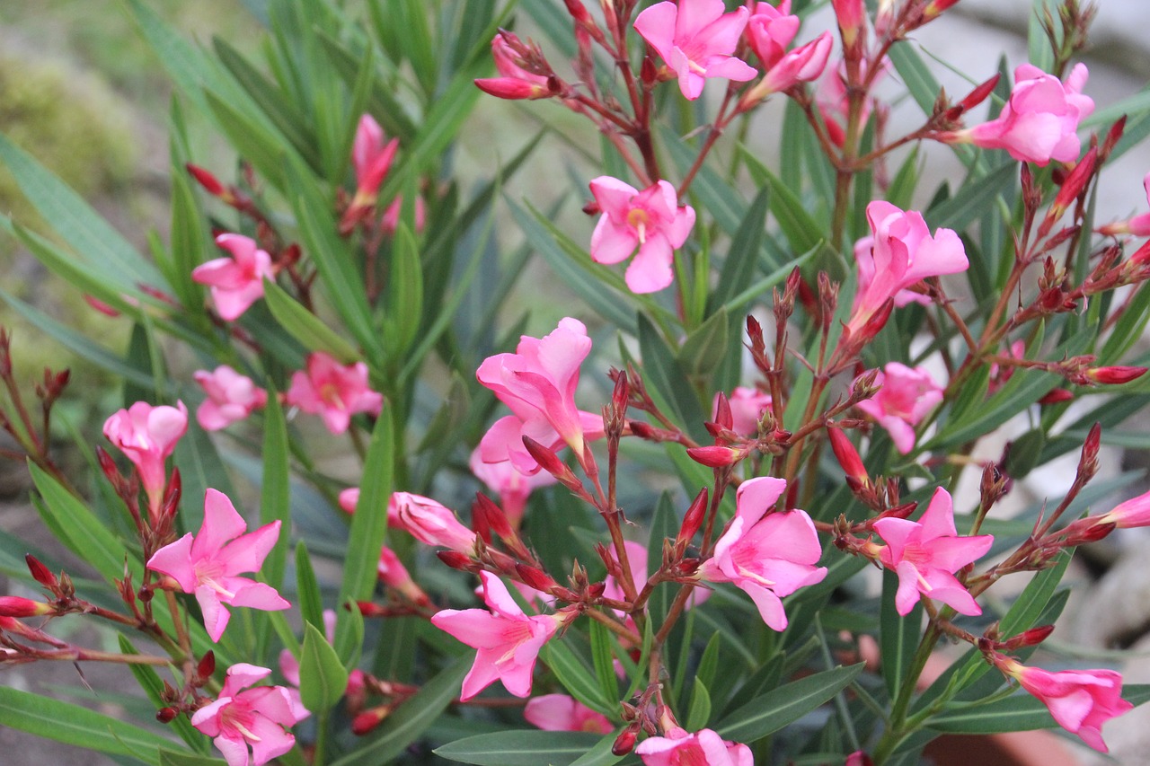 oleander pink bush free photo
