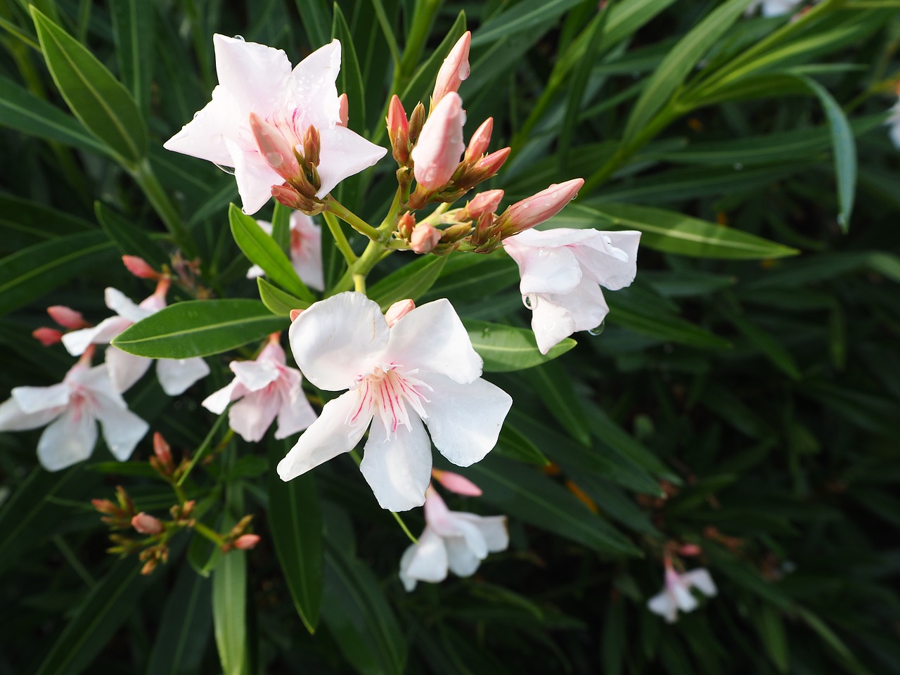 oleander flower summer free photo