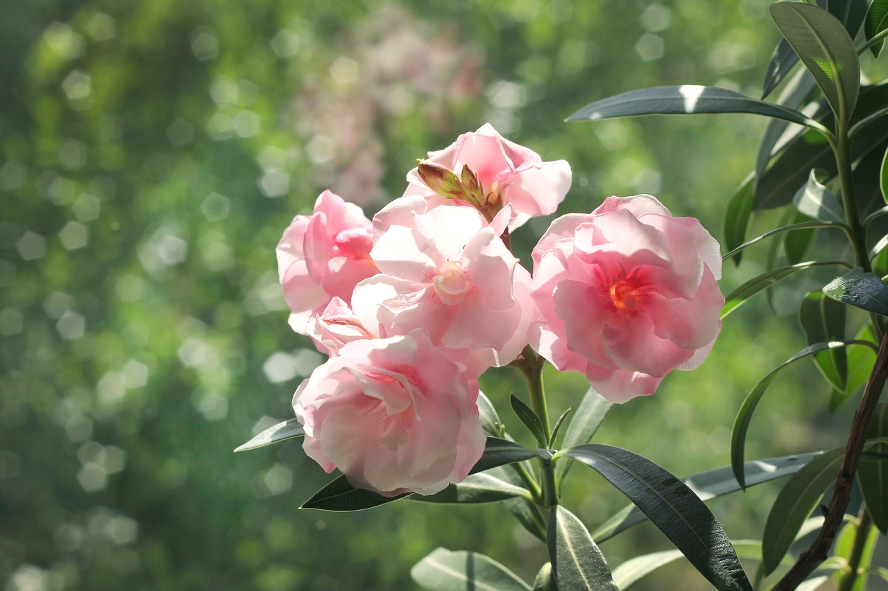 oleander  beautiful flower  nature free photo