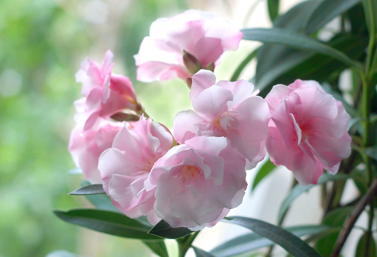 oleander  flowers  nature free photo