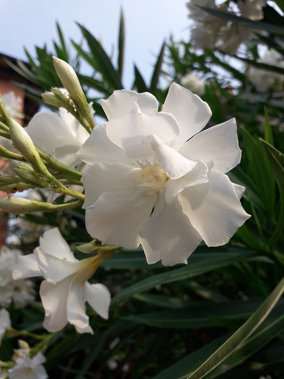 oleander  colors  white free photo
