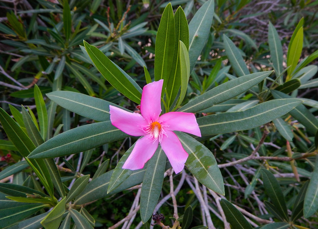 oleander  blossom  bloom free photo