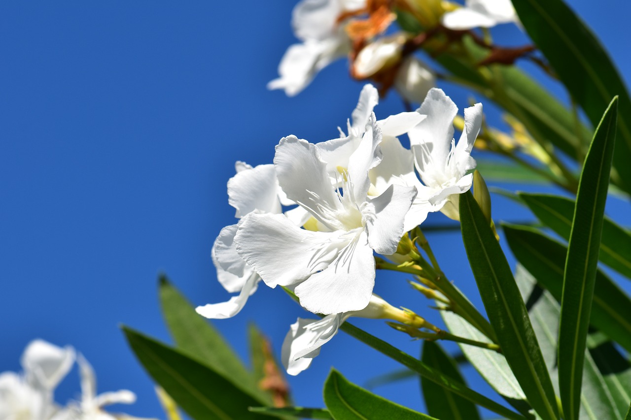 oleander  white  plant free photo