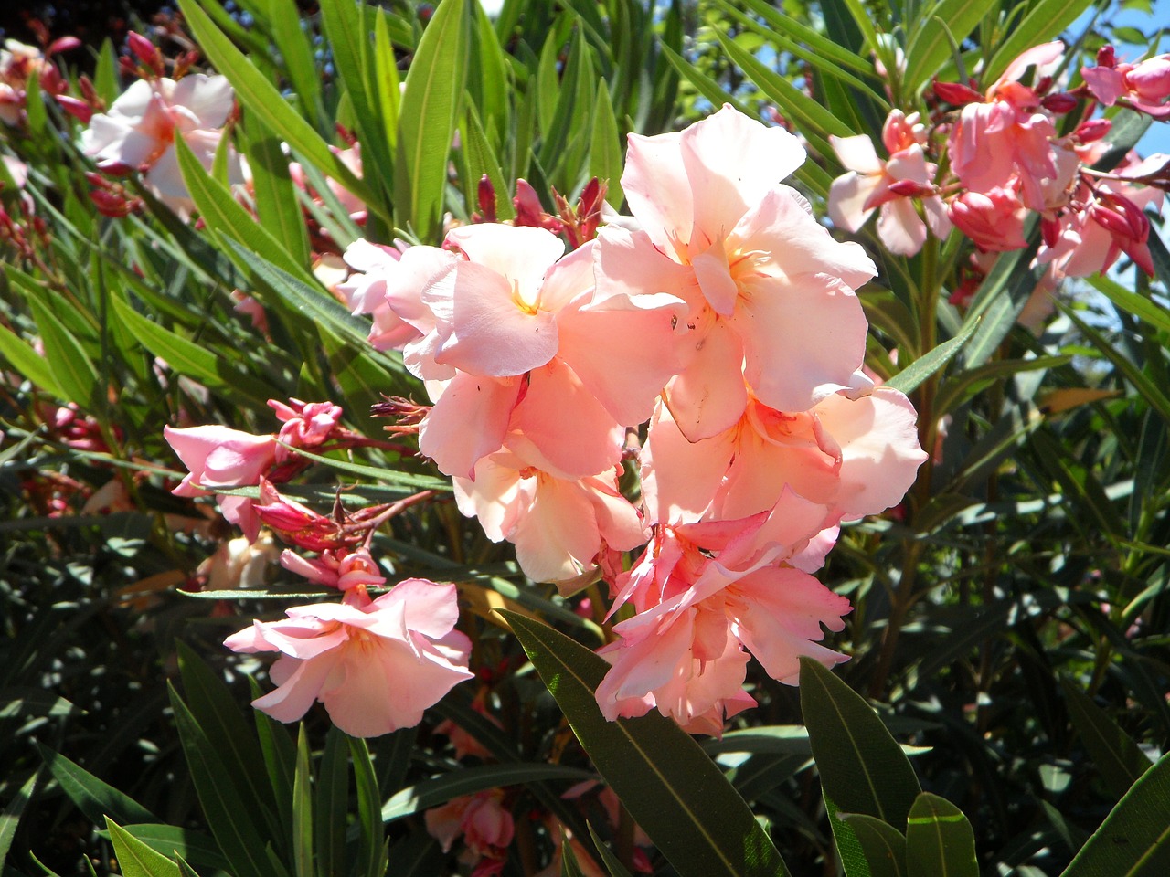 oleander mediterranean south free photo