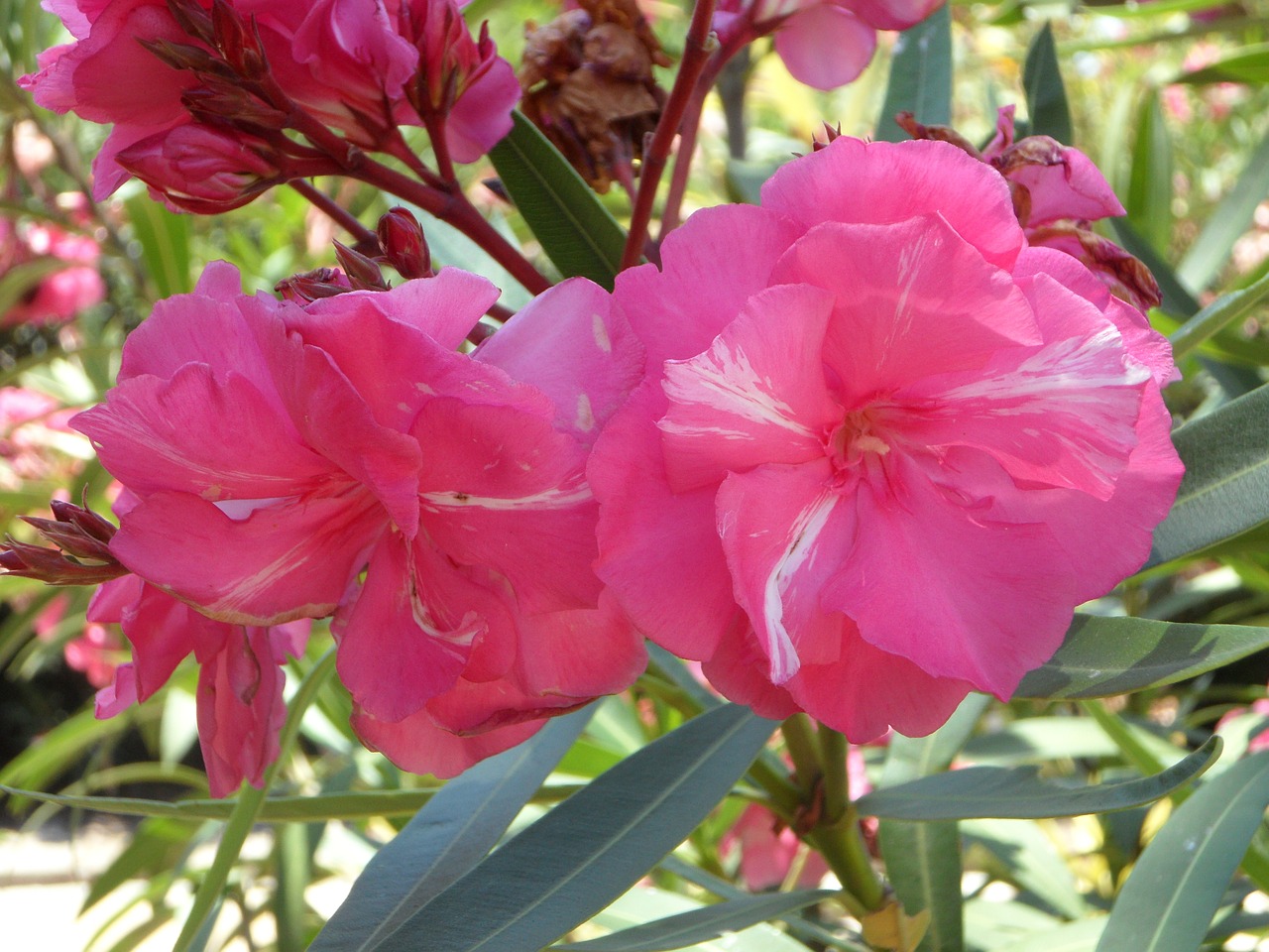 oleander pink blossom free photo