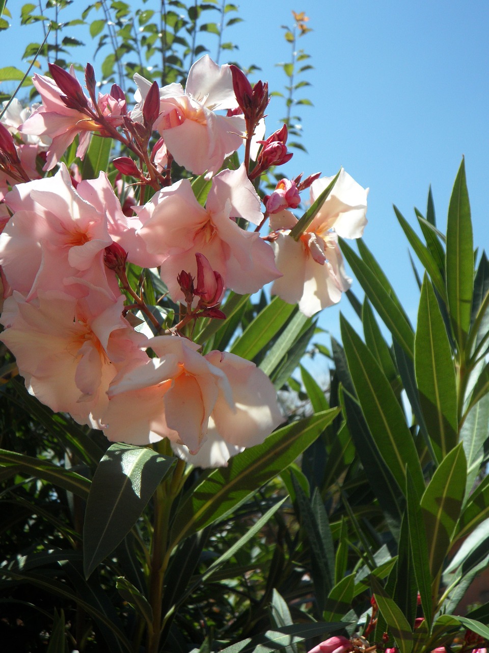 oleander pink ornamental shrub free photo