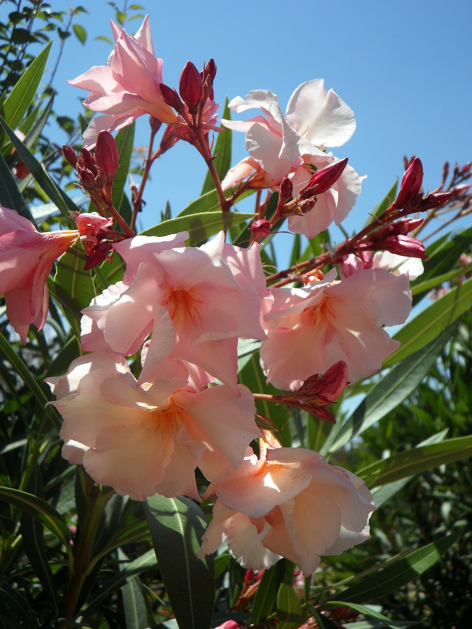 oleander pink ornamental shrub free photo