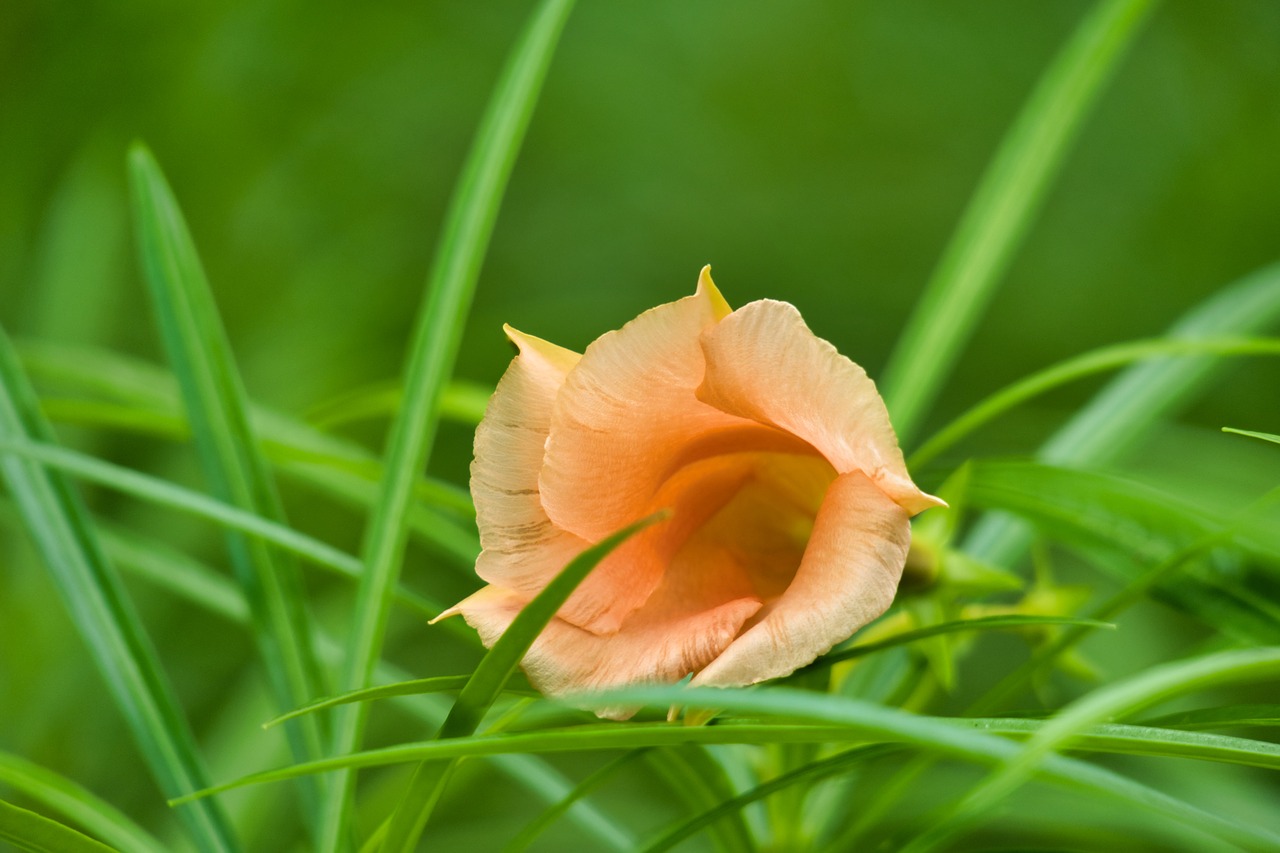 oleander  blossom  bloom free photo