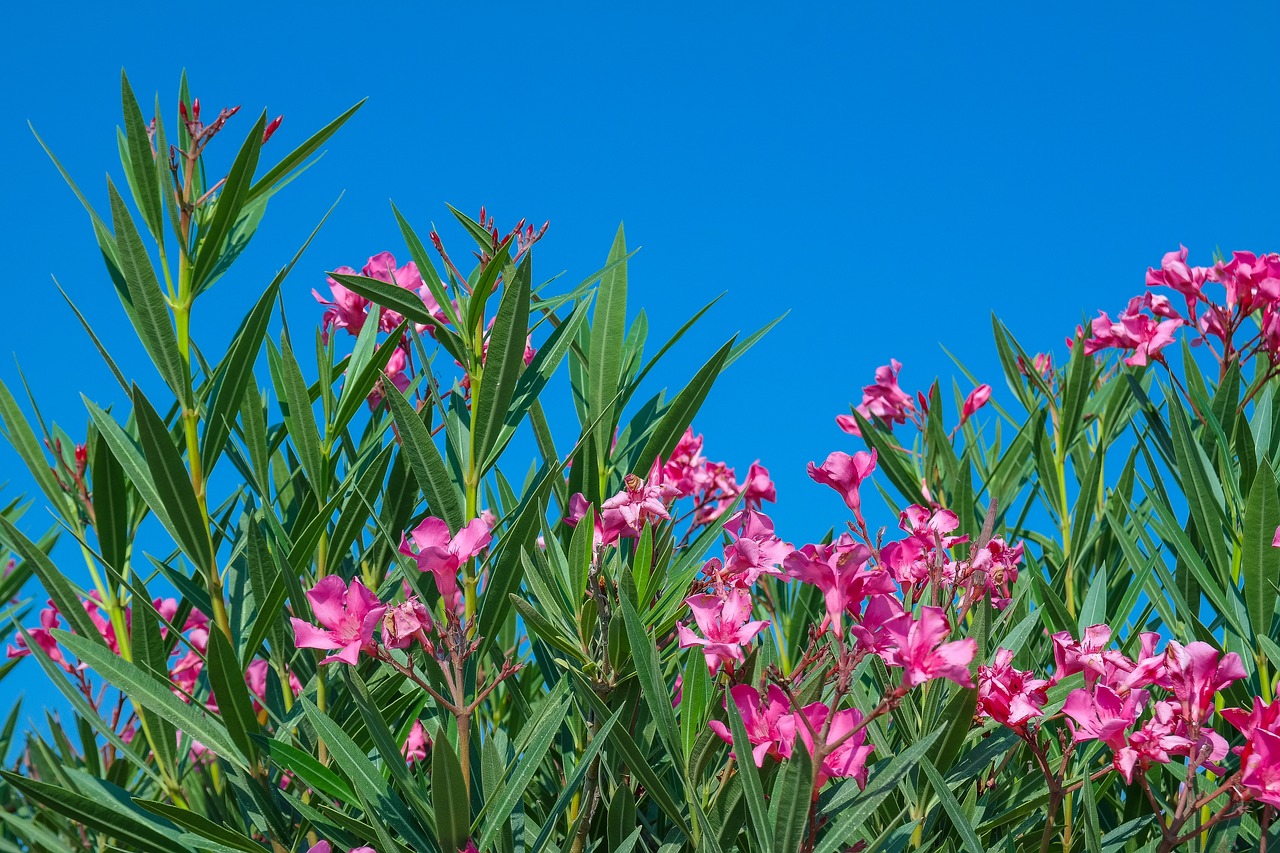 oleander  plant  pink flowers free photo