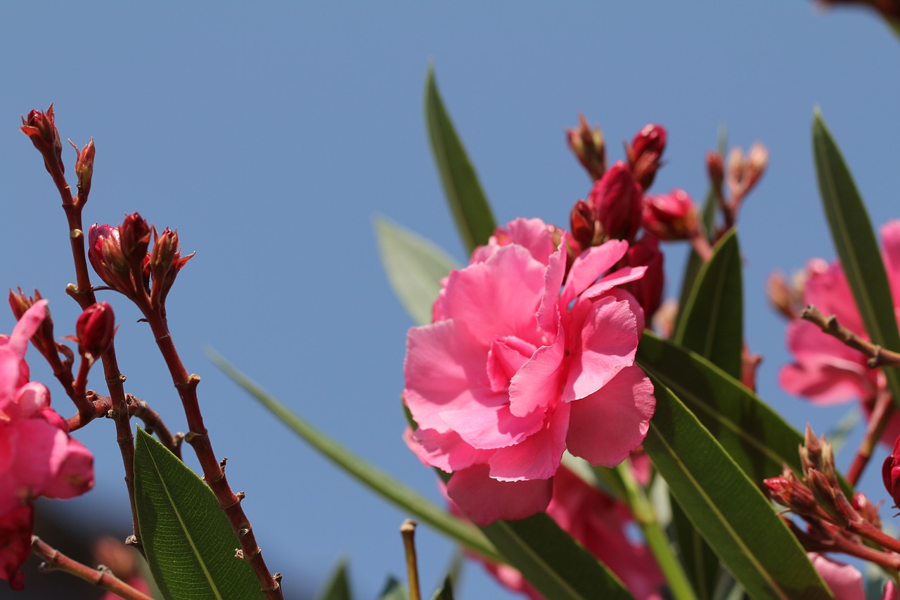 oleander  blossom  bloom free photo