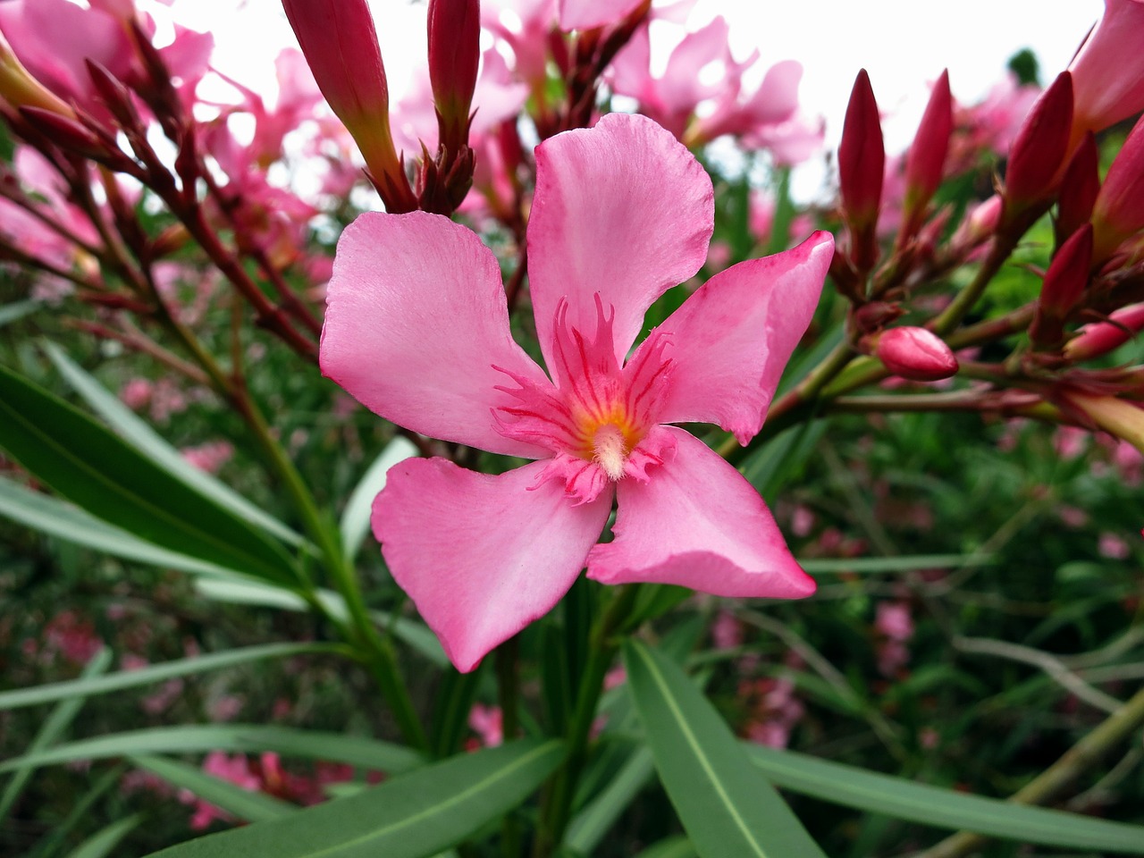 oleander blossom bloom free photo