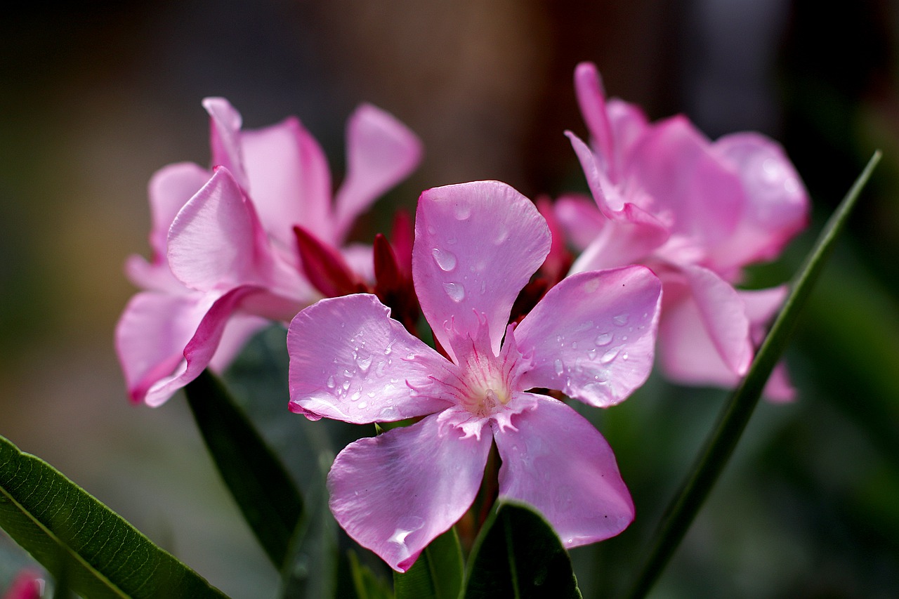 oleander  flowers  ornamental shrub free photo