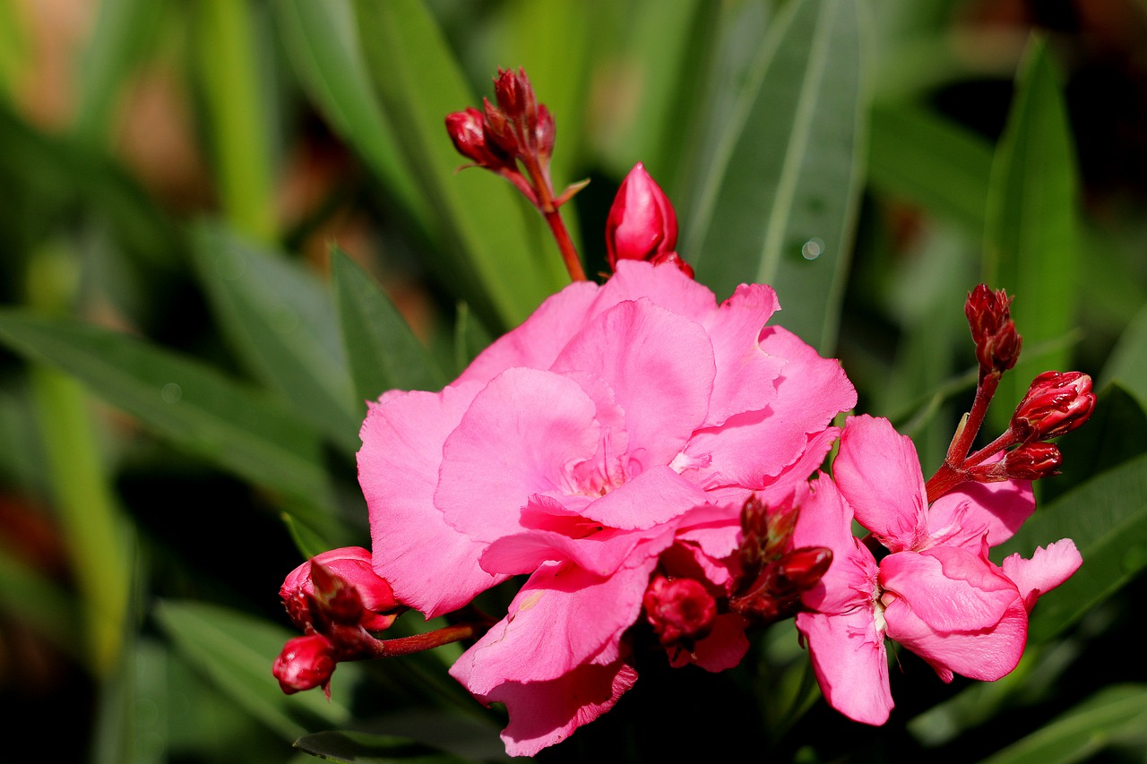 oleander  flowers  close up free photo
