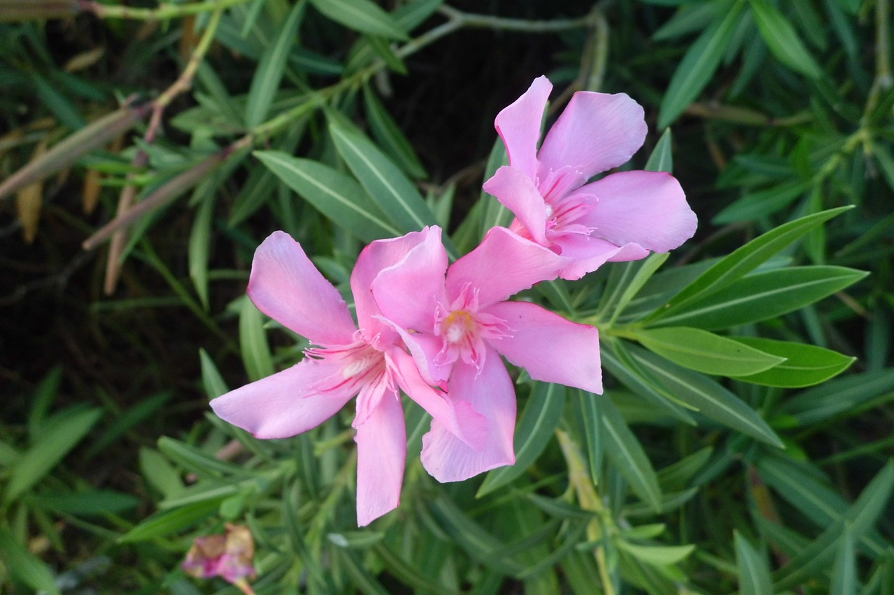 oleander garden nature free photo