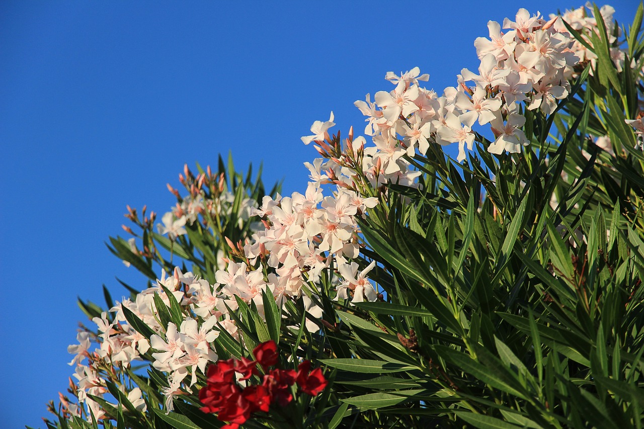 oleander bush hedge free photo