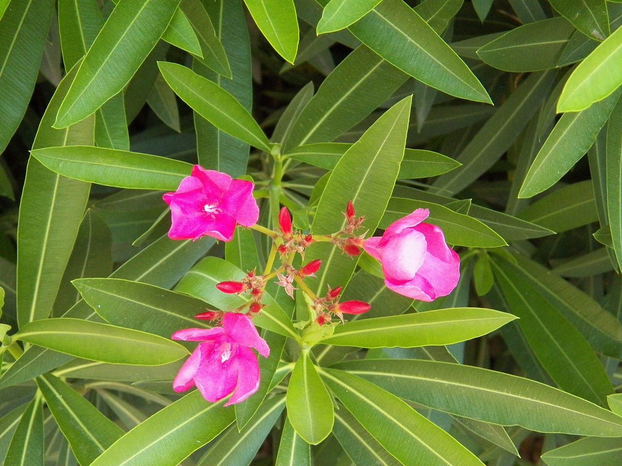 oleander pink flowers free photo