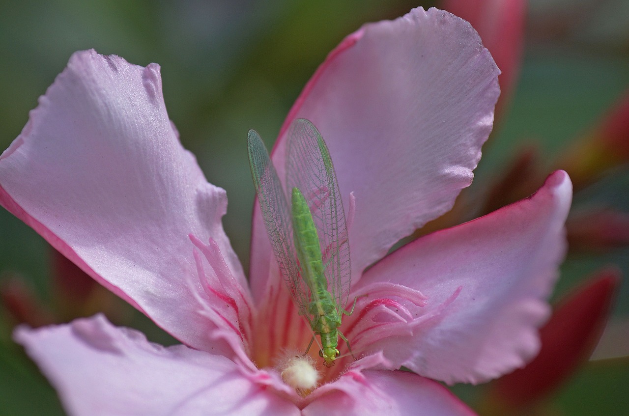 oleander flower hoverfly blossom free photo