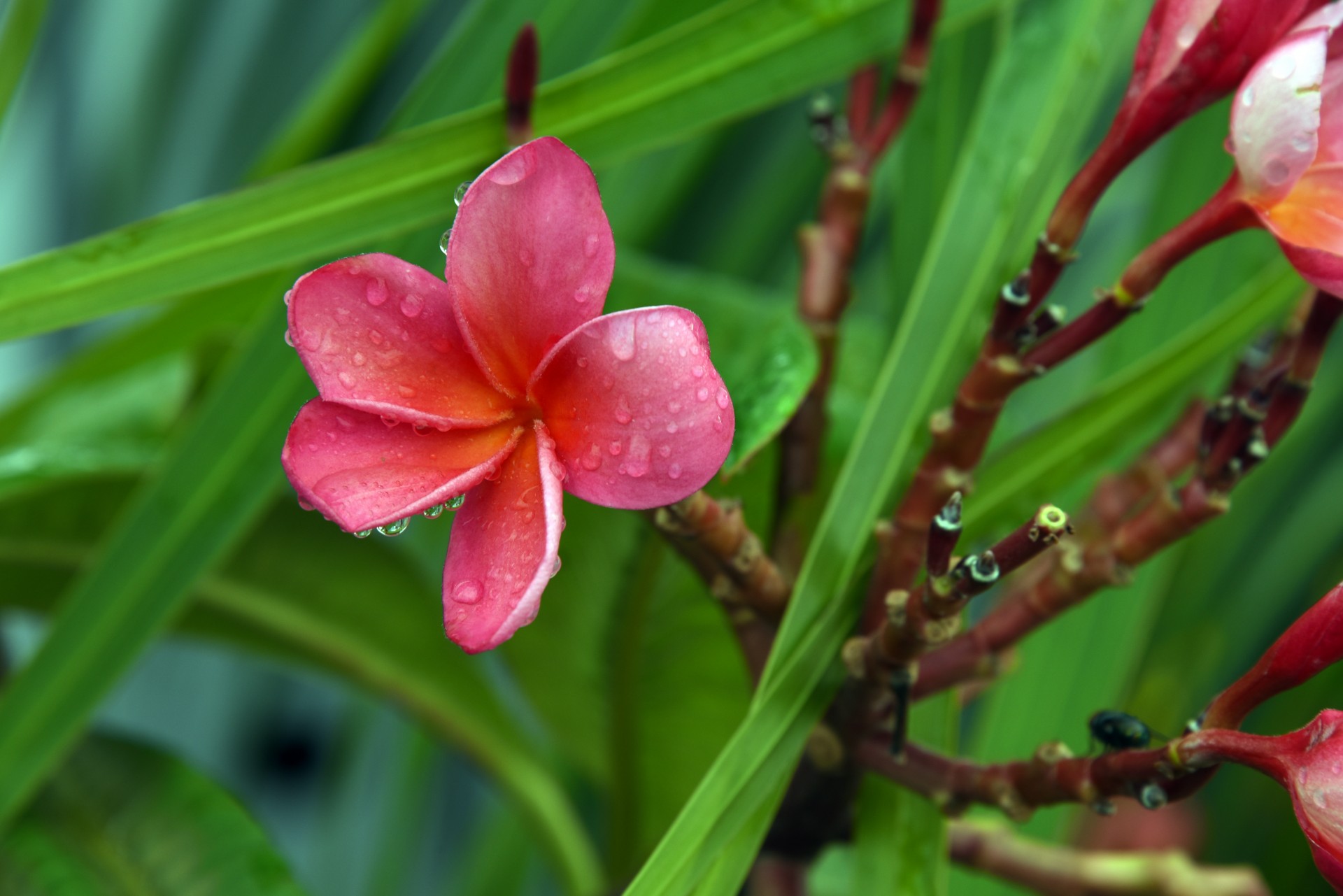 rain raindrop oleander free photo