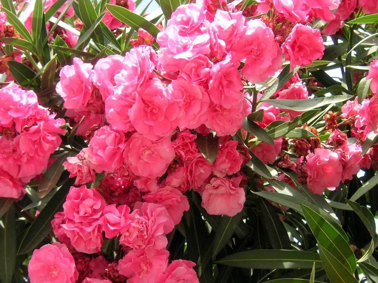 oleanders pink flowers free photo
