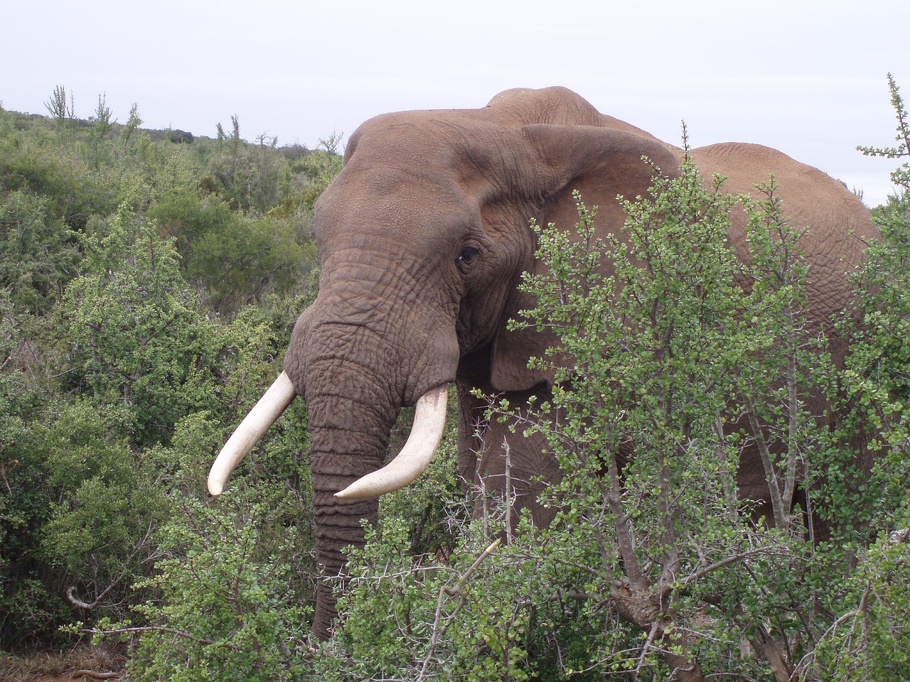 olifant zuid-afrika wild free photo