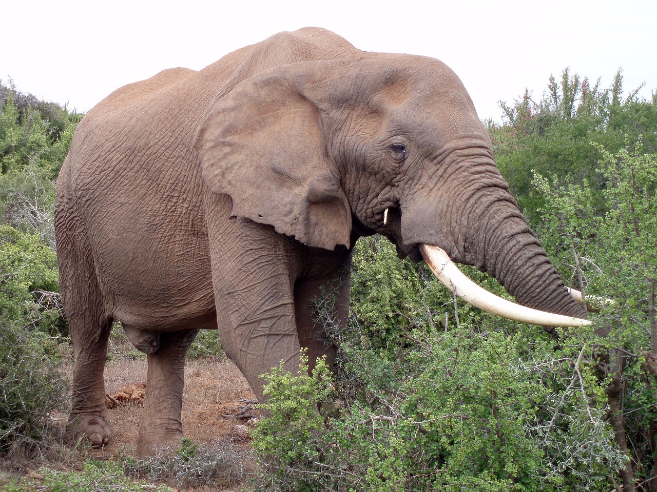 olifant zuid-afrika africa free photo