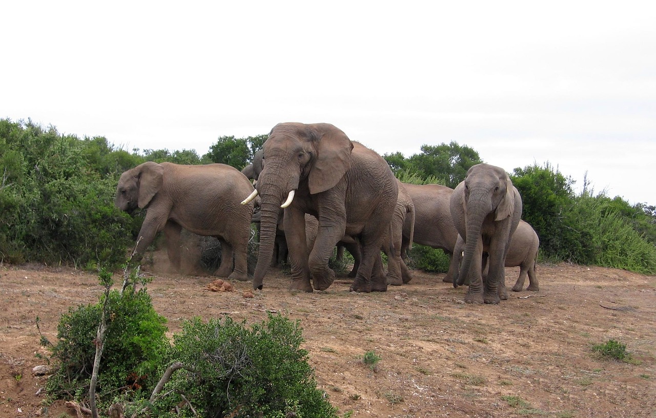 olifanten zuid-afrika park free photo