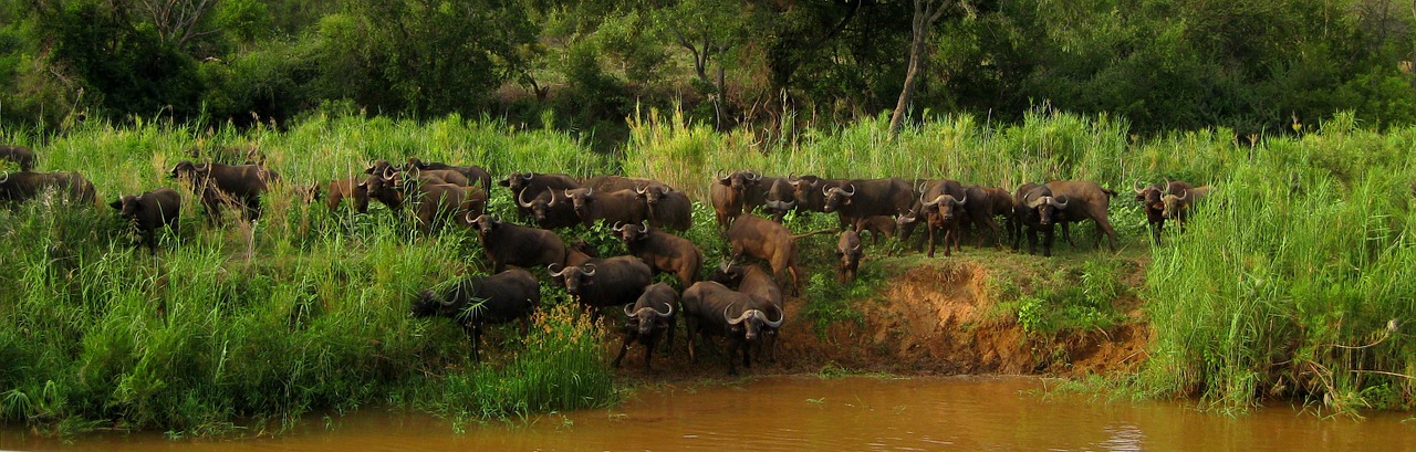 olifants river south africa safari free photo