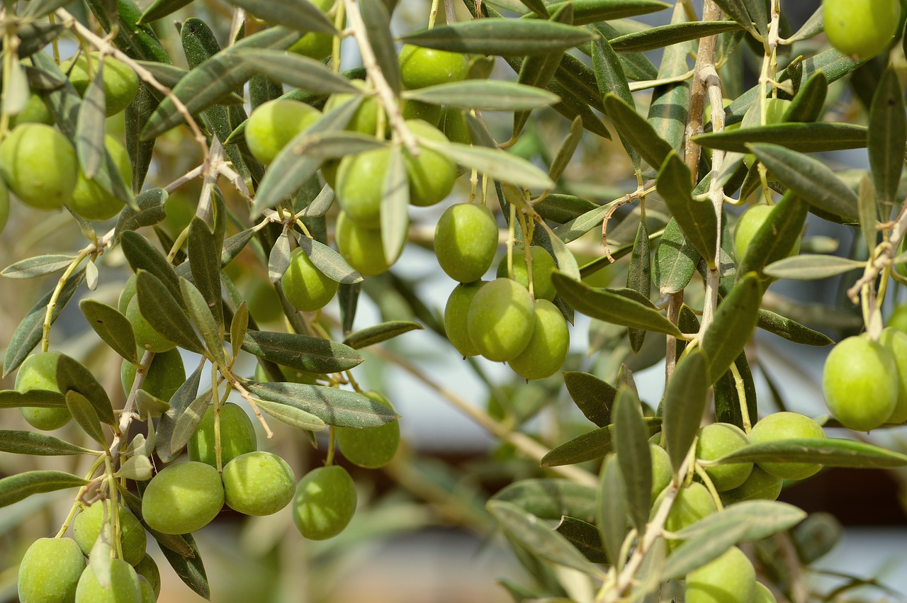 olivas olives fruit free photo