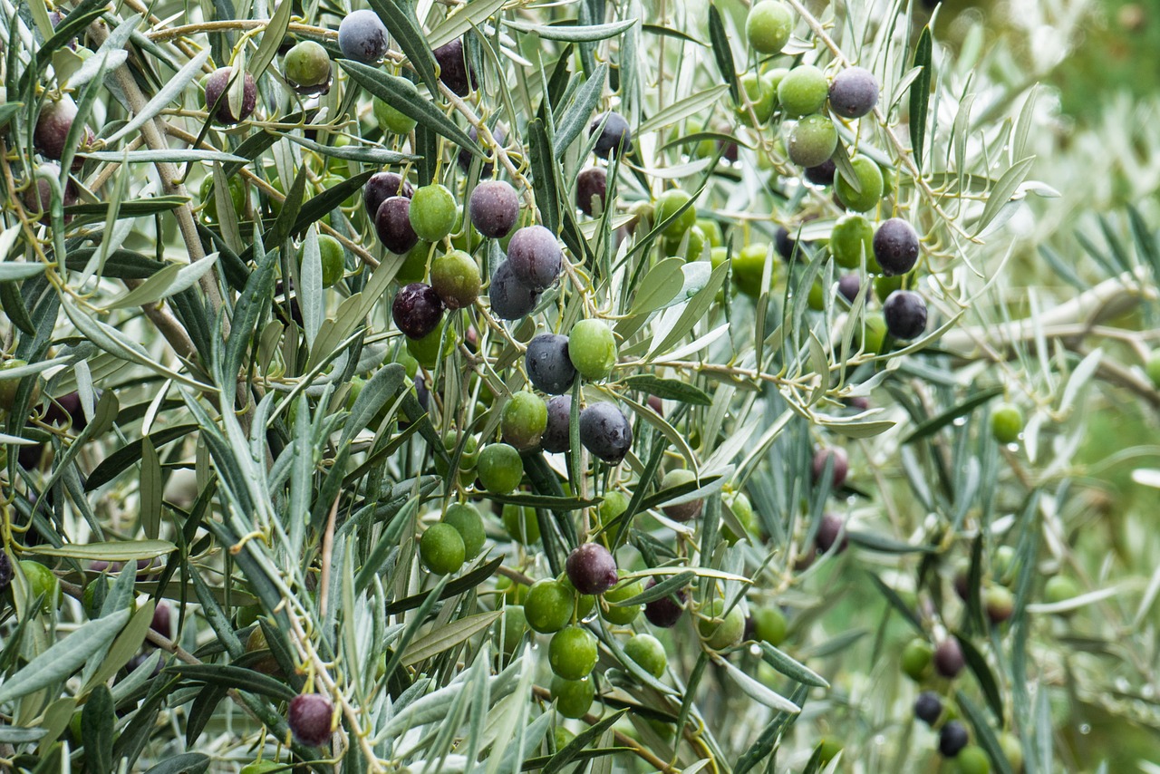 olive green olivas free photo