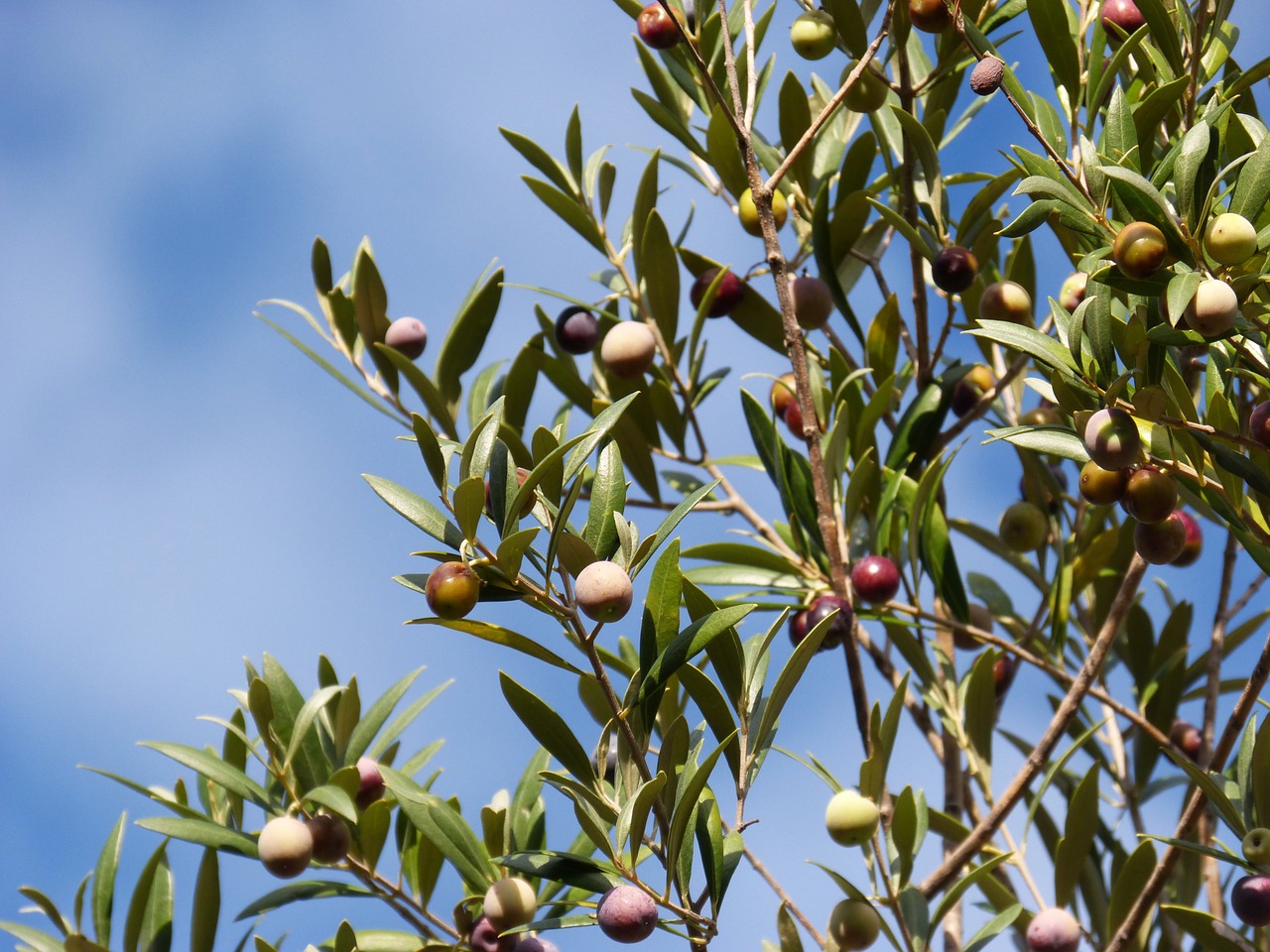 olive olives sky free photo
