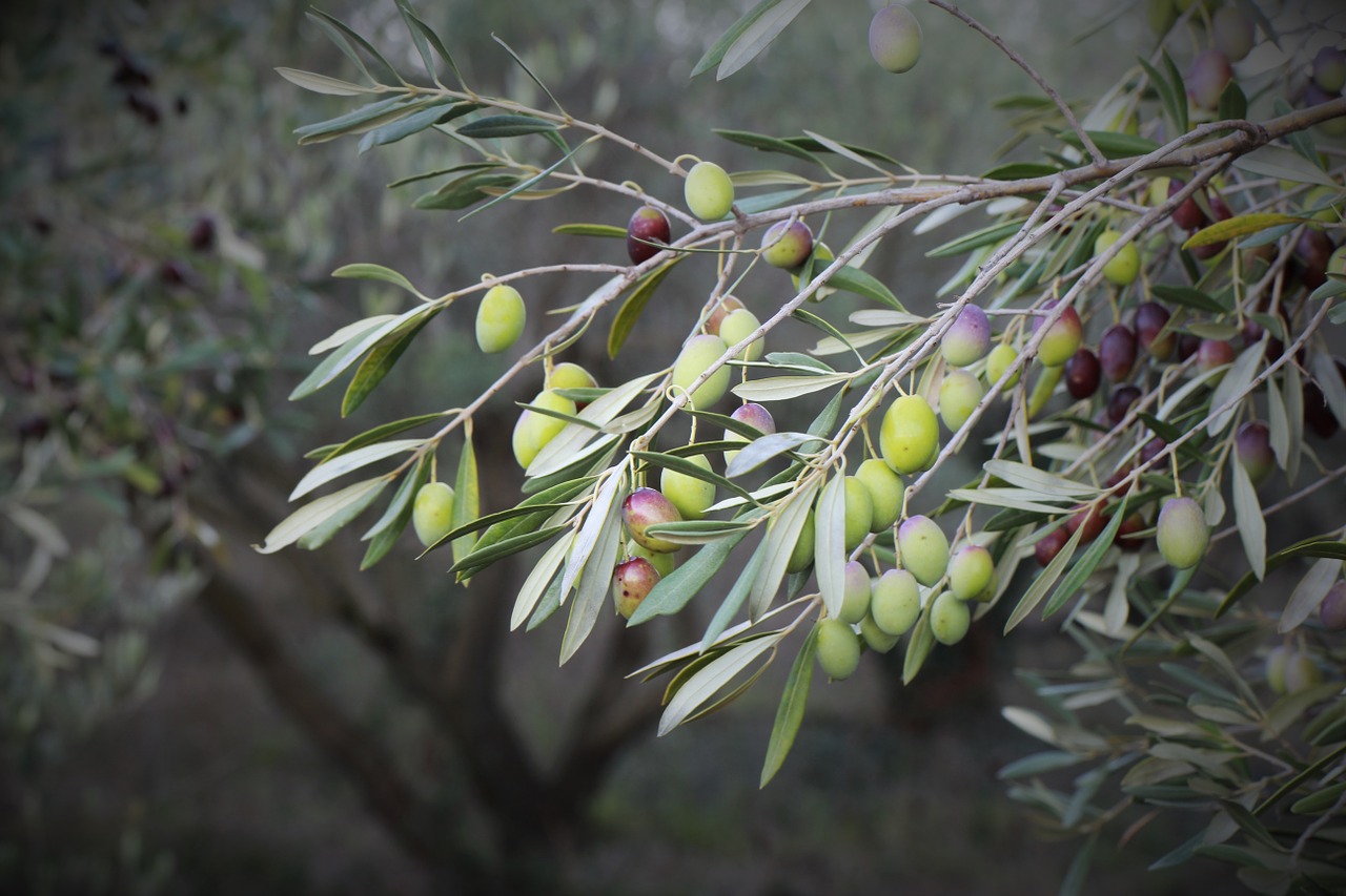 olive olive trees orchard free photo