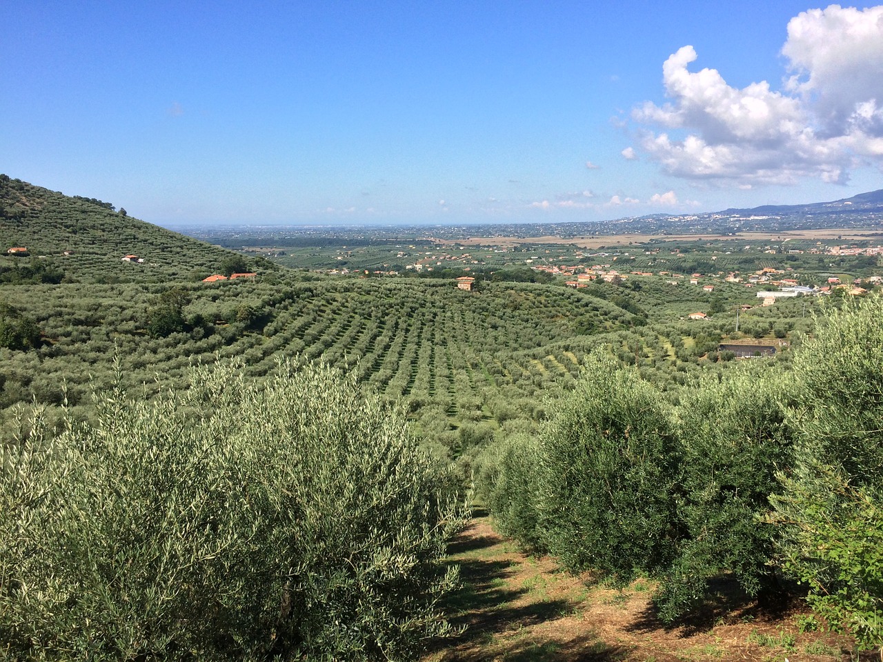 olive landscape rocca massima free photo