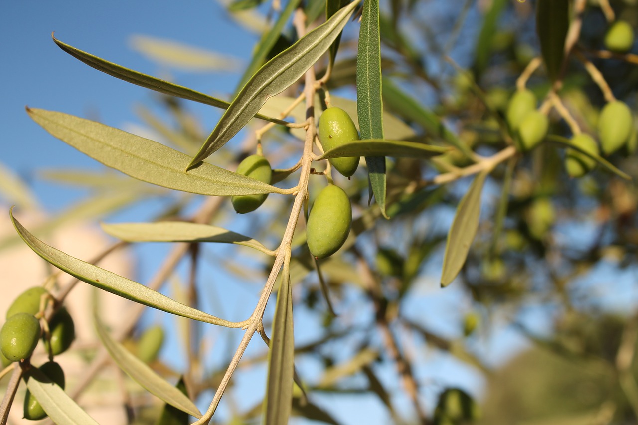 olive mediterranean olive tree free photo