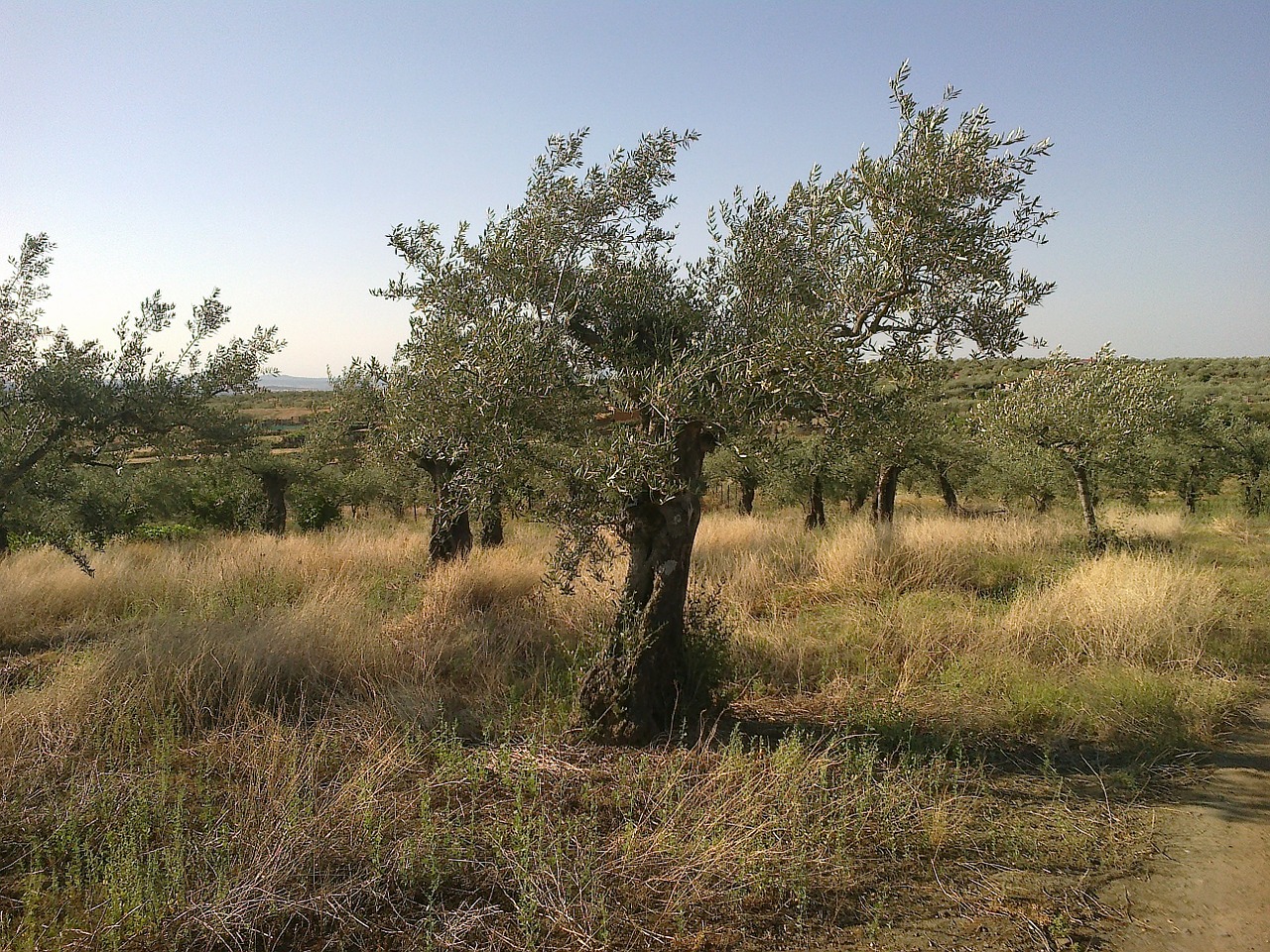 olive tree field free photo