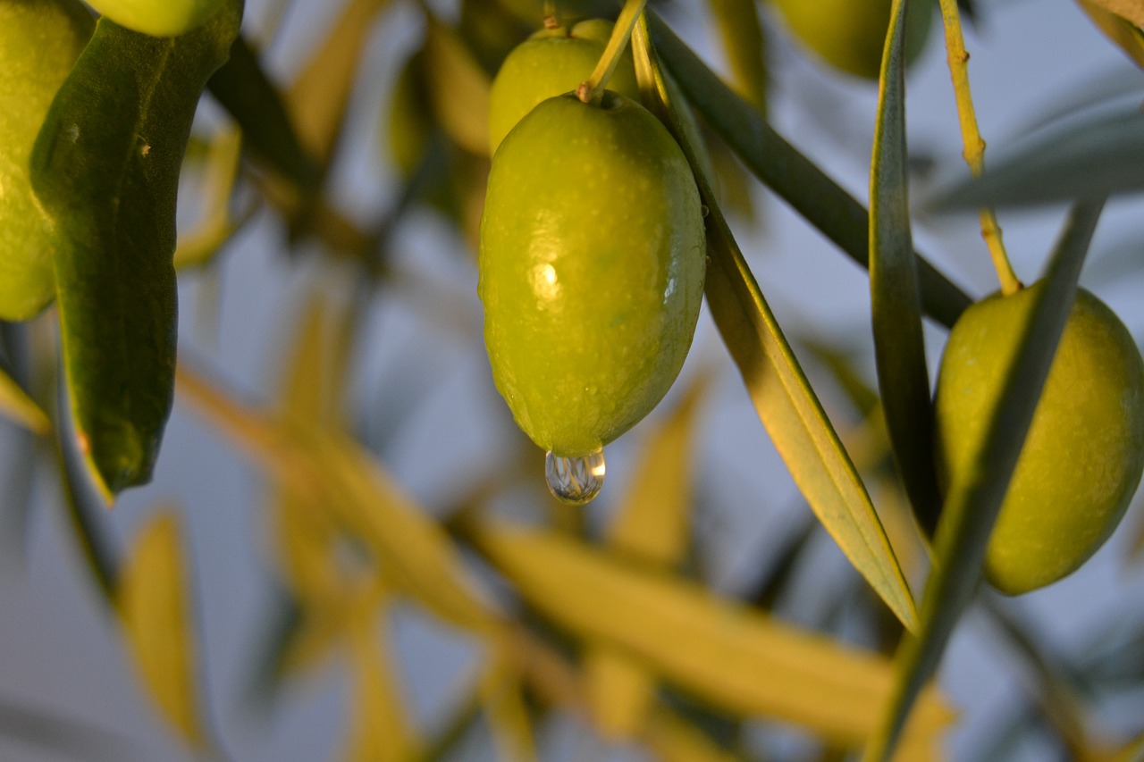 olive oil earth free photo