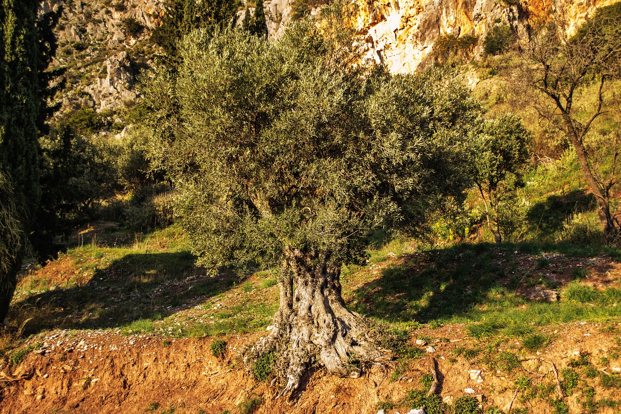 olive tree green free photo