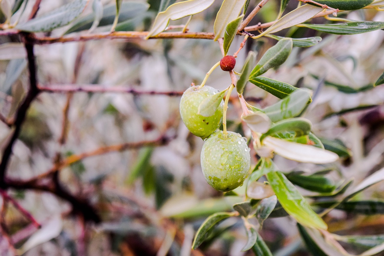 olive greece nature free photo