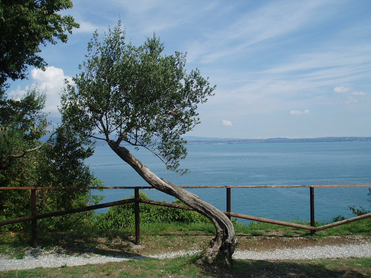 olive tree landscape free photo