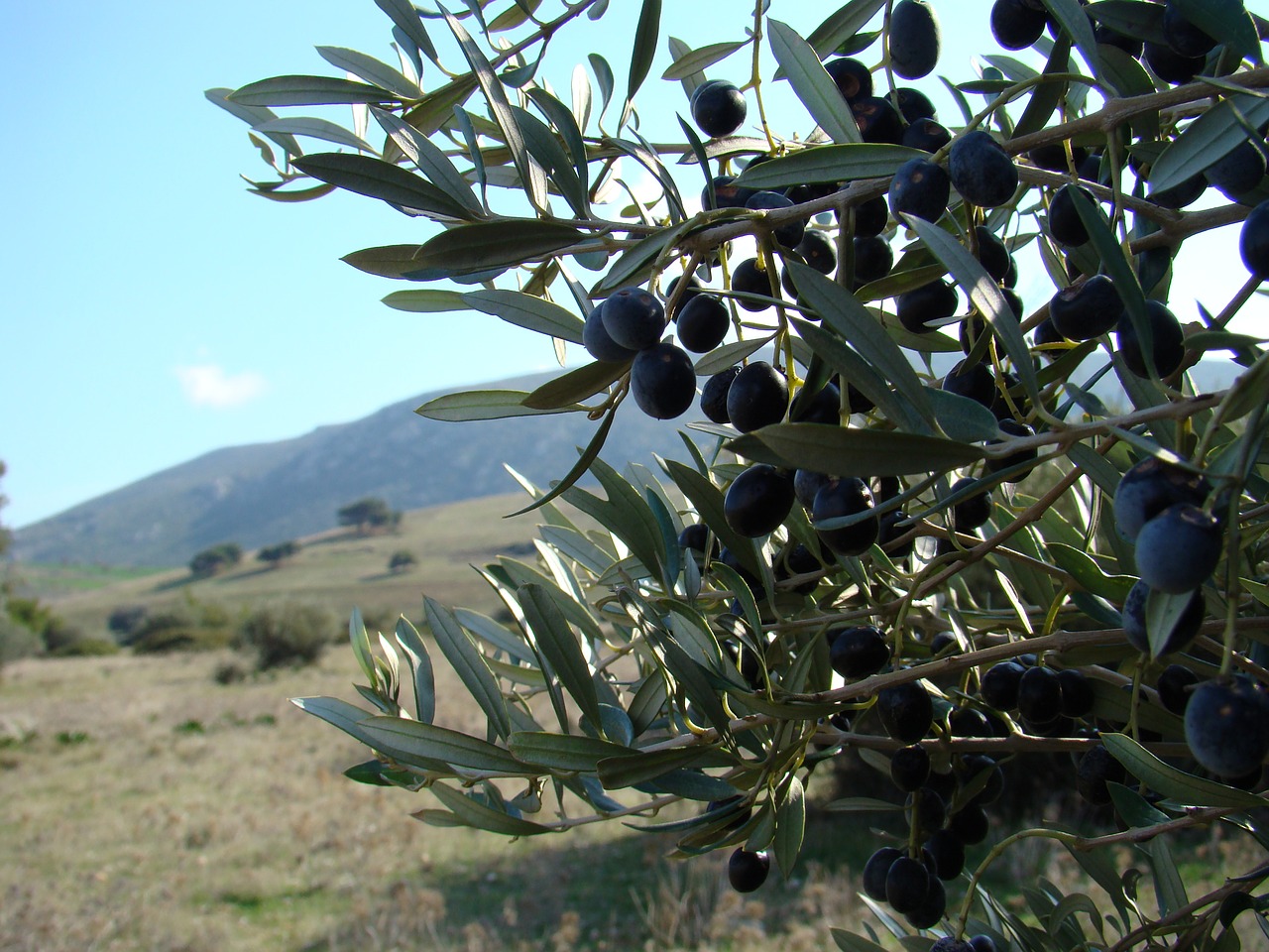 olive landscape greece free photo