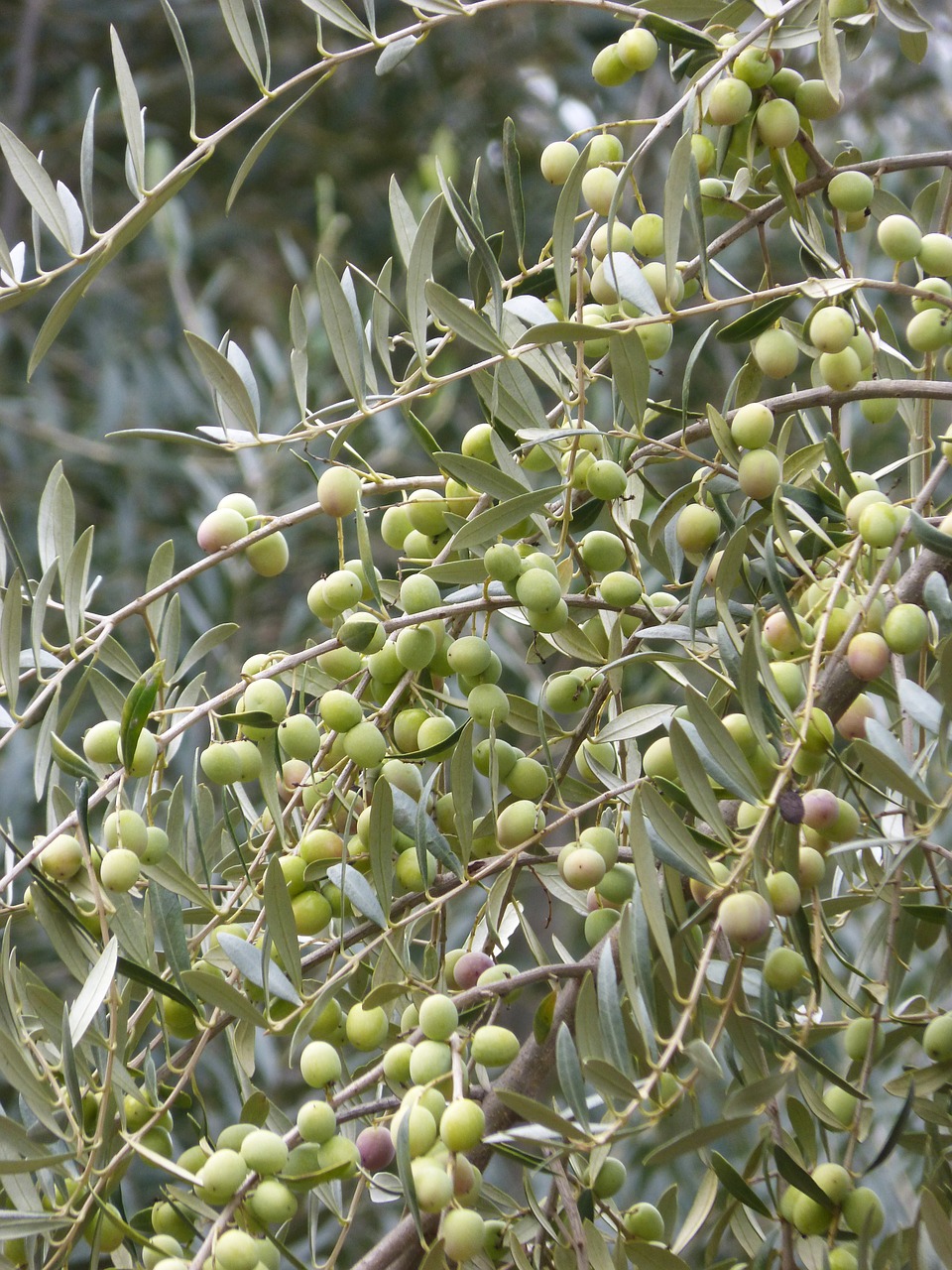 olive olives loaded free photo