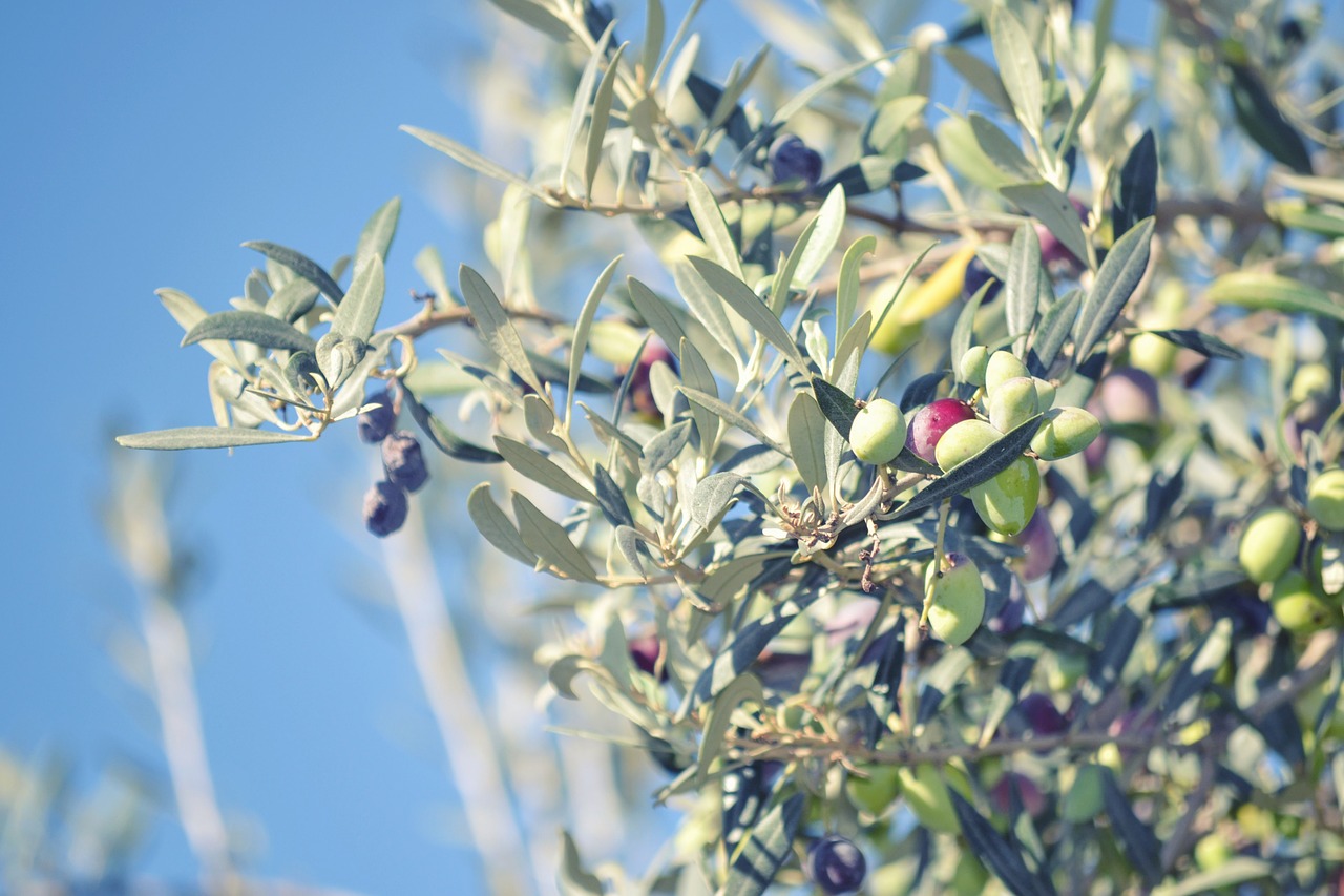 olive agriculture food free photo