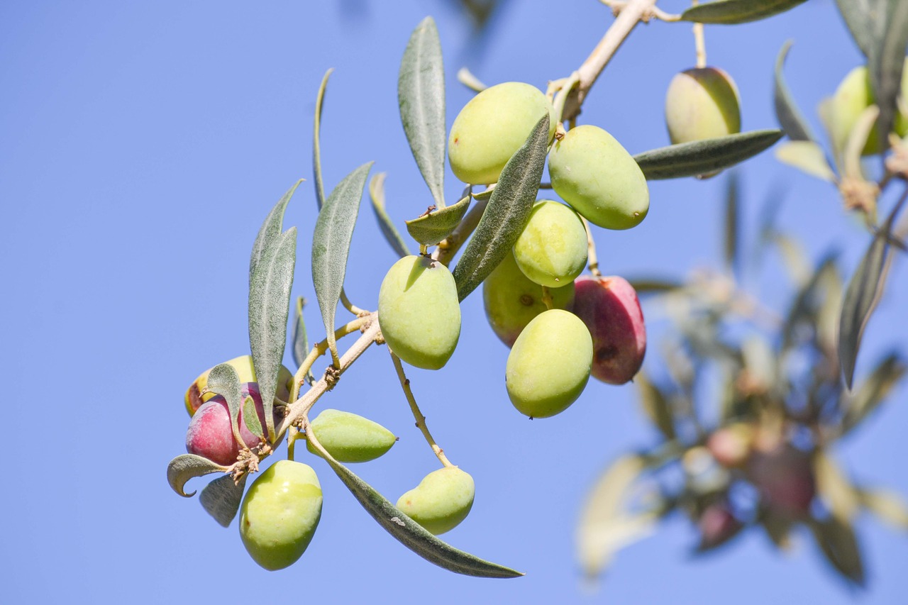 olive tree nature free photo