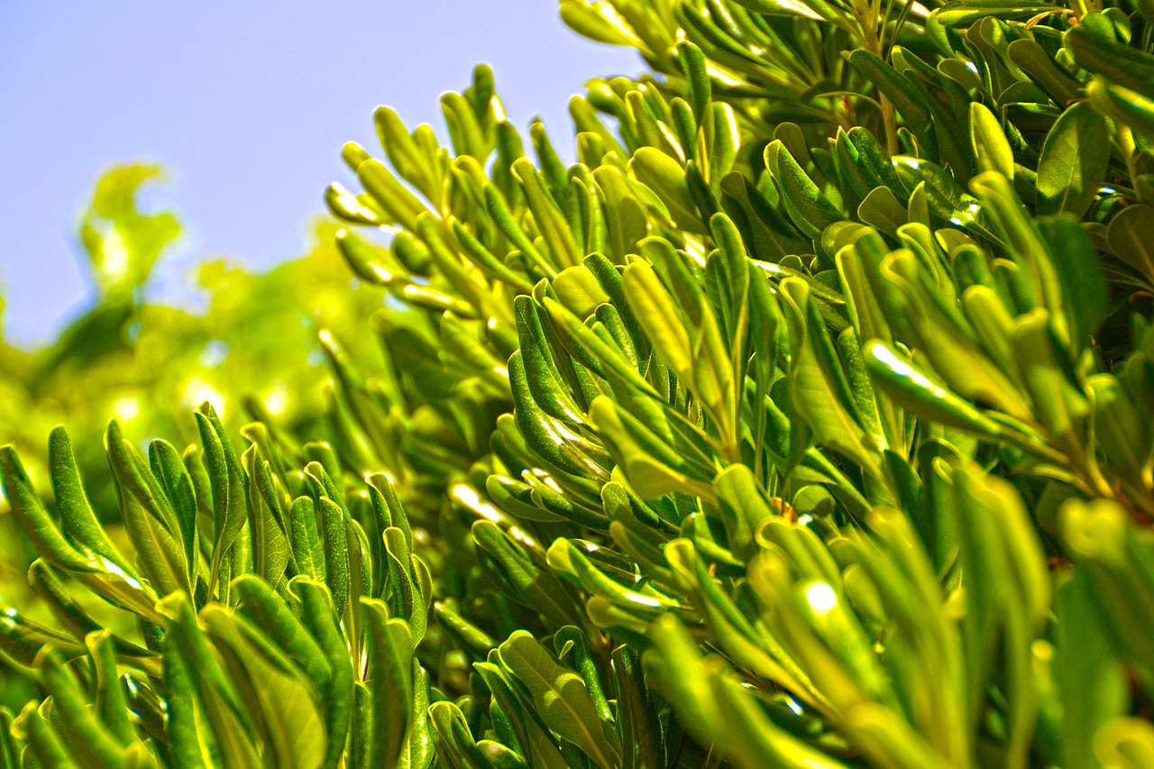 olive tree leafs free photo