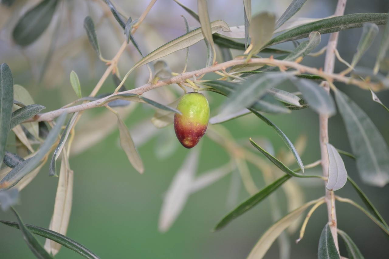 olive agriculture oil free photo