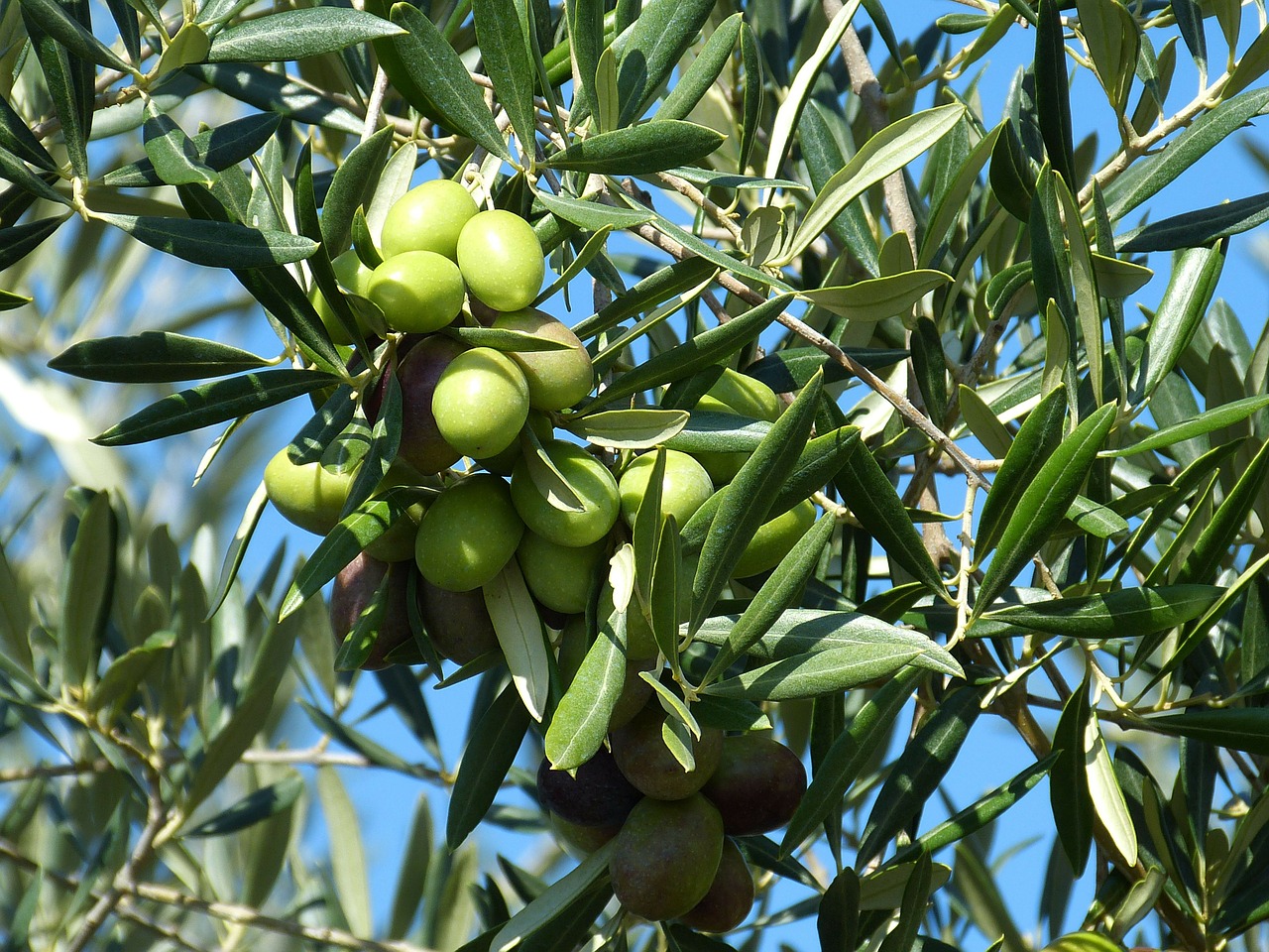 olive olives green free photo