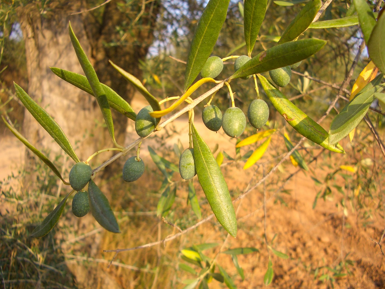 olive olive tree mediterranean free photo