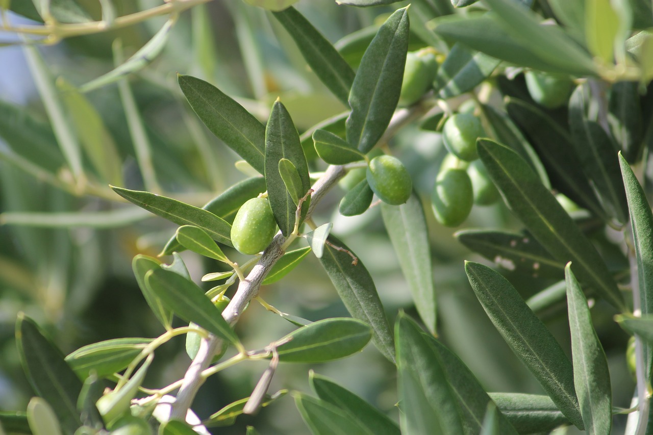 olive olives plant free photo
